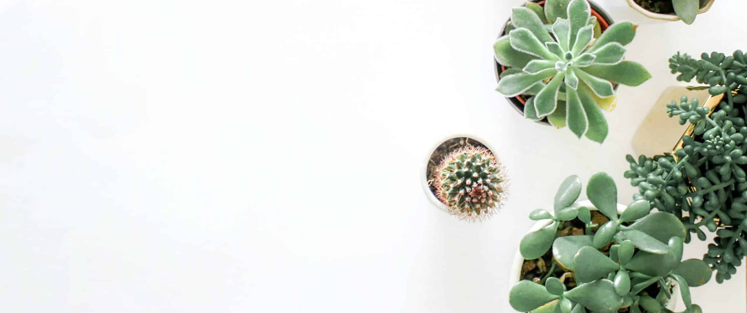 pexels-element-digital-1470171